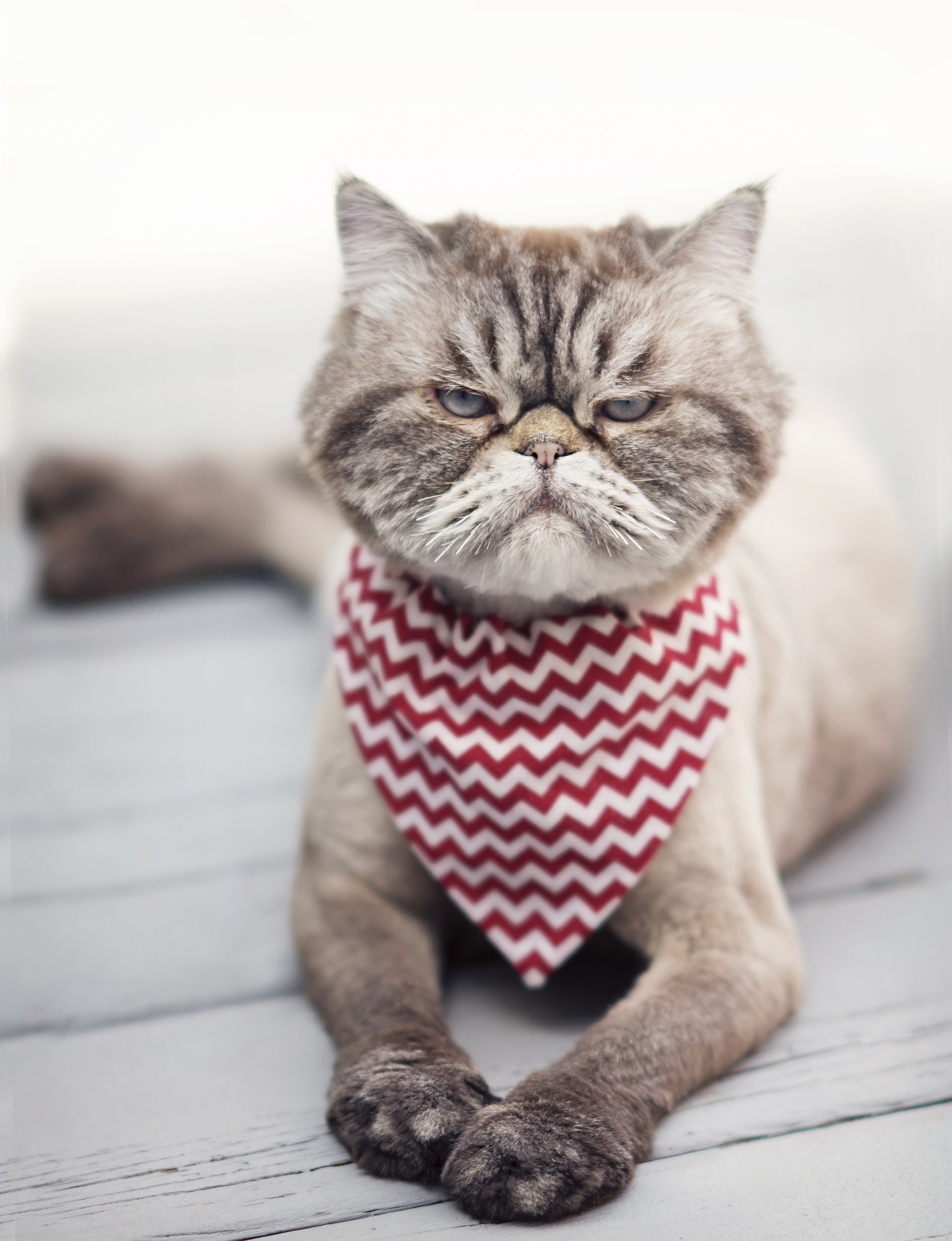 A photo of an annoyed cat. (Shutterstock Photo)