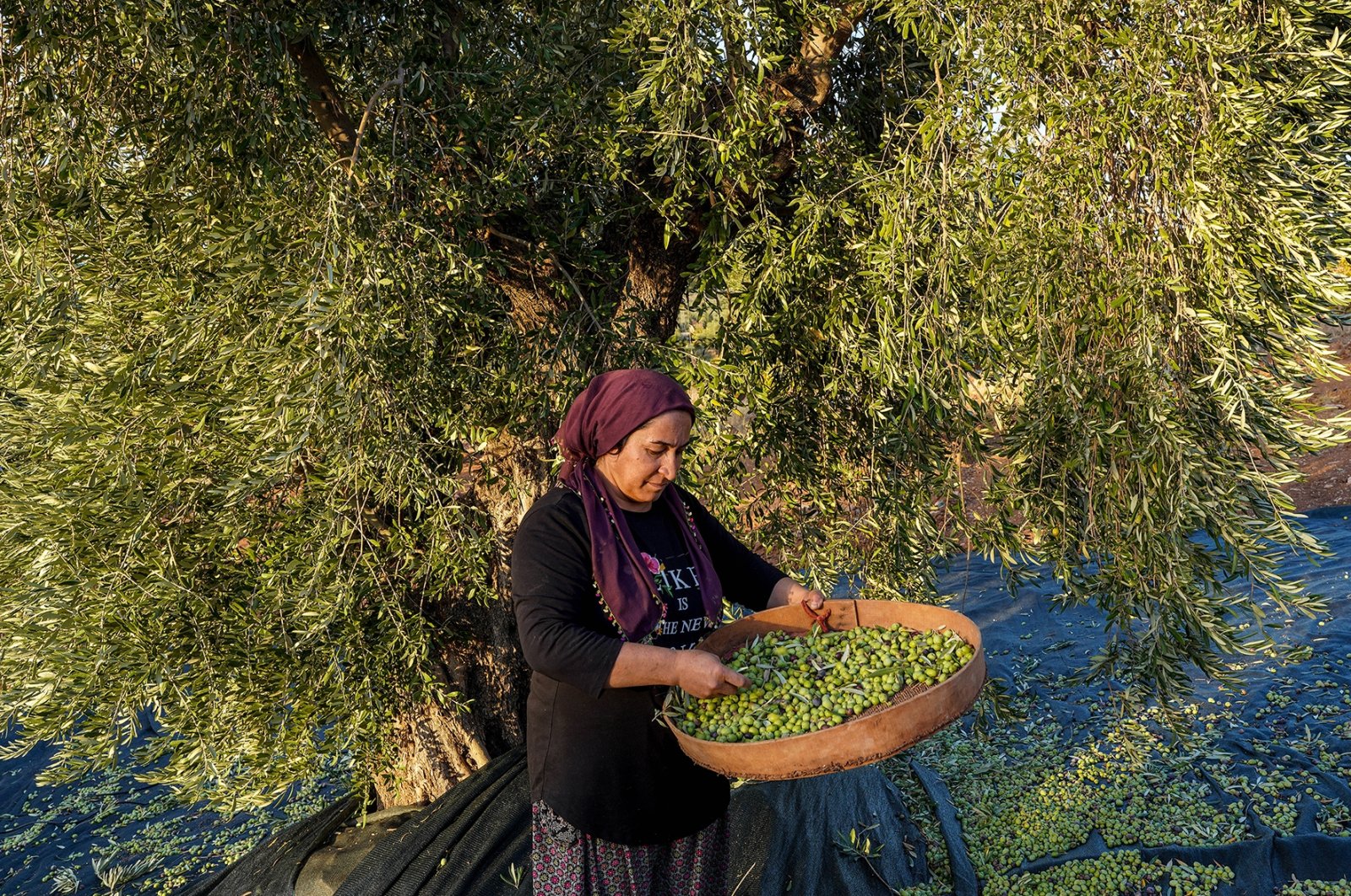 A woman places olives she picked on a sieve, in Kilis, southern Turkey, Oct. 27, 2021. (PHOTO BY UĞUR YILDIRIM) 