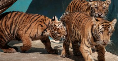 Bengal tiger cubs play at the zoo in Havana, Cuba, Oct. 27, 2021. (Photo by Reuters)