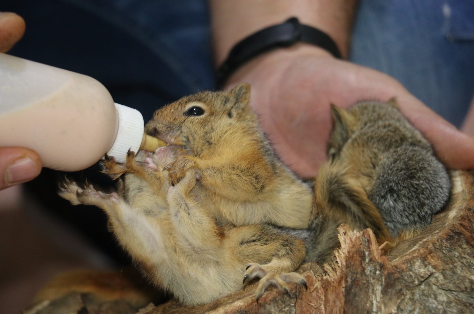 Mahmut Çoban feeds the baby squirrels, in Adıyaman, southeastern Turkey, Oct. 28, 2021. (AA PHOTO) 