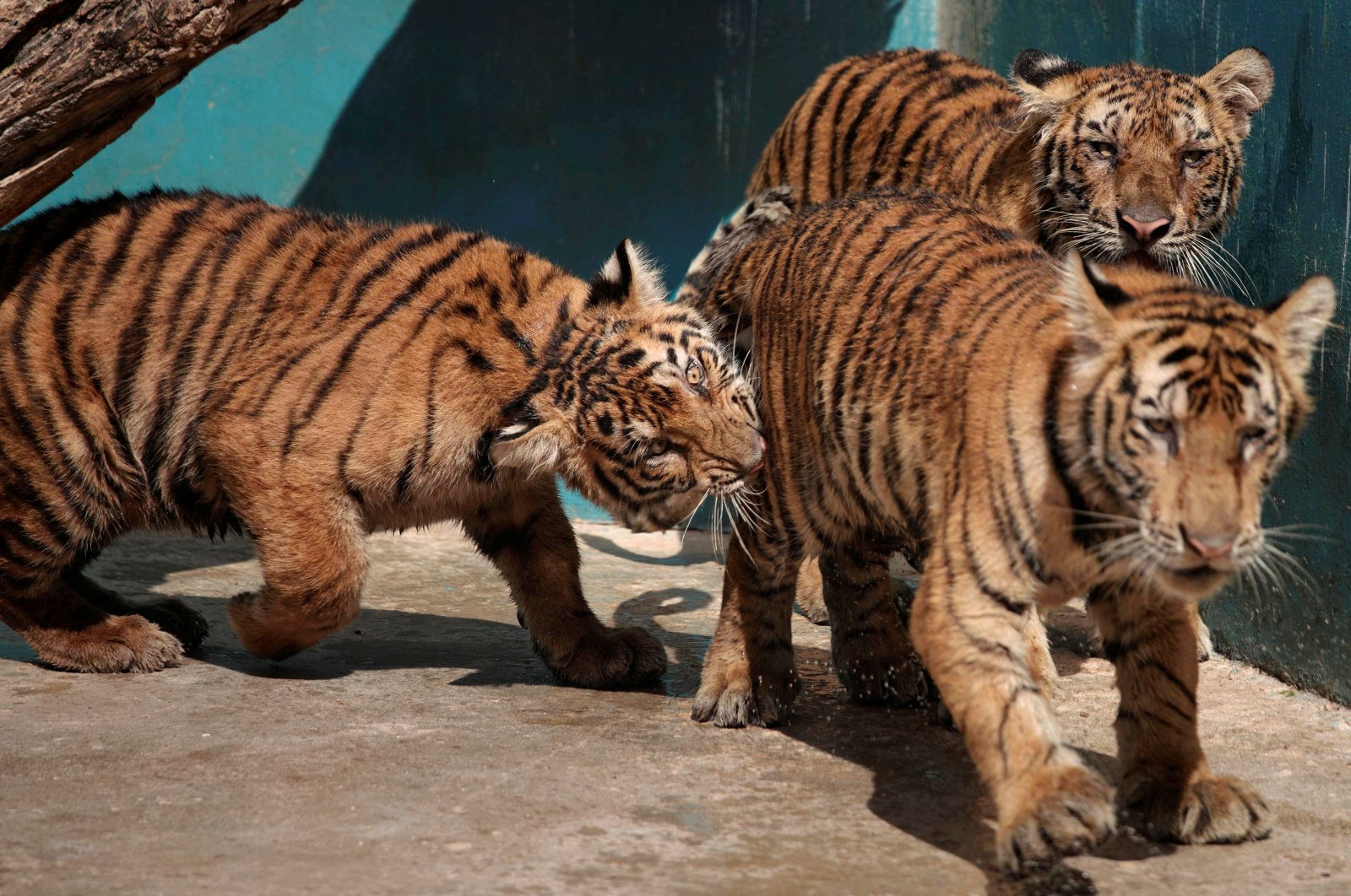 Bengal tiger cubs play at the zoo in Havana, Cuba, Oct. 27, 2021. (Photo by Reuters)