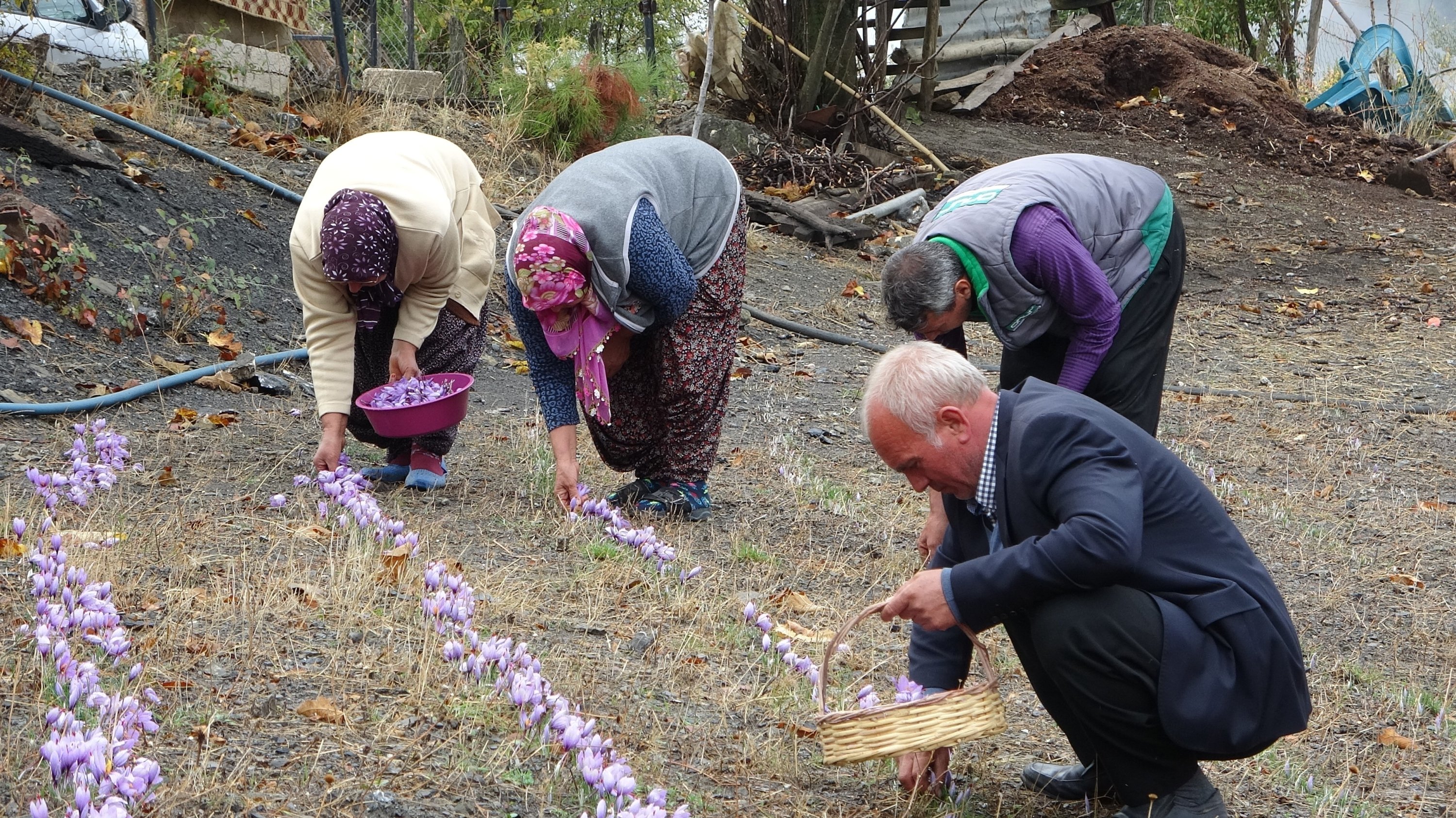 Ali Gök (R), alongside other residents of Adana's Kozan district, harvests saffron blossoms, Turkey, Nov. 2, 2021. (IHA)