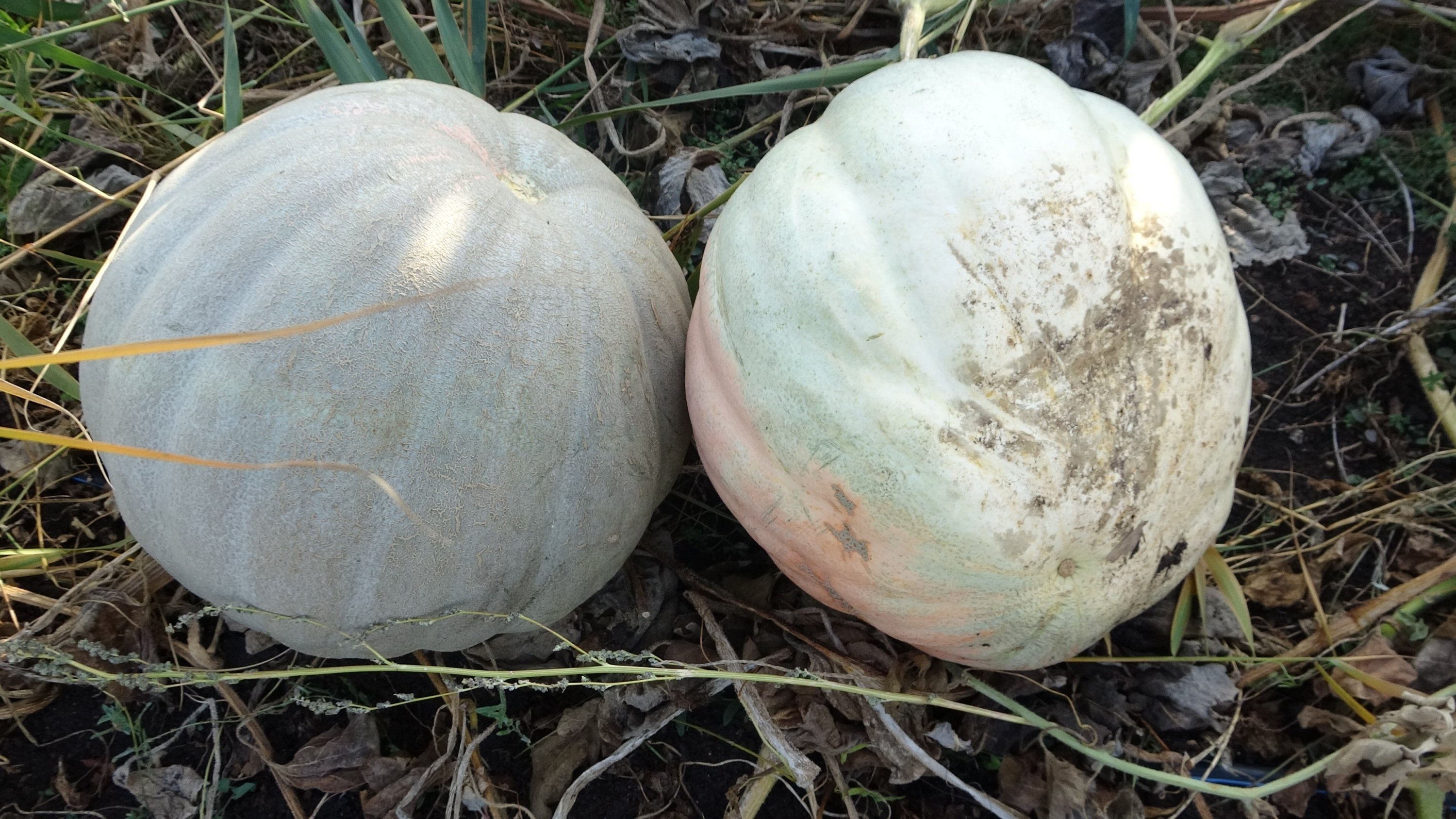 Two giant pumpkins grown from old seeds, Denizli, Turkey, Oct. 30, 2021. (IHA Photo)