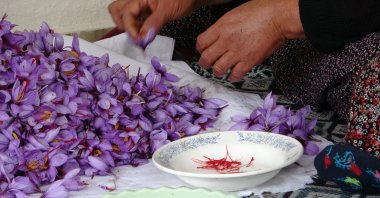 A resident of Adana's Kozan district separates the red stigma and styles, or threads, from saffron blossoms, Nov. 2, 2021. (IHA)