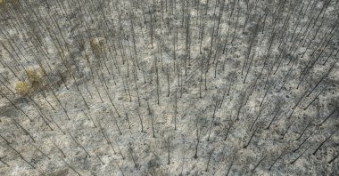 Bare trees stand in a destroyed forest near the Kemerkoy Power Plant, a coal-fueled power plant, in Milas, Muğla, southwest Turkey, Aug. 5, 2021. (AP Photo)