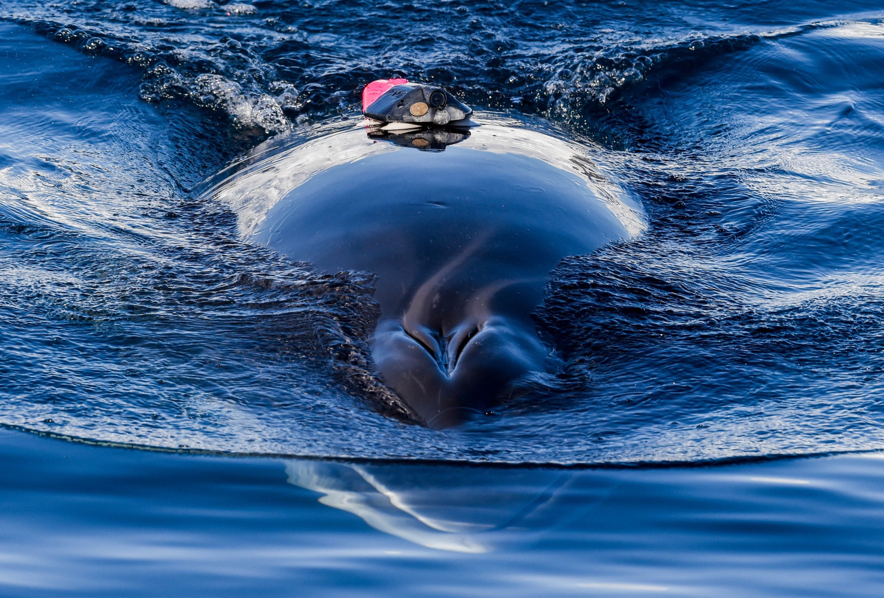 Dalam gambar selebaran yang diambil pada tahun 2019 dan dirilis pada 3 November 2021, oleh Universitas Standford, seekor paus minke yang ditandai oleh tim peneliti berenang di lepas pantai Antartika.  (Foto oleh Ari Friedlaender / Universitas Standford / AFP)
