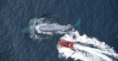 In this undated handout picture released on Nov. 3, 2021, by Standford University researchers deploy a suction-cup tag on a blue whale off the coast of California. (Photo by Goldbogen Laboratory / Standford University / AFP)