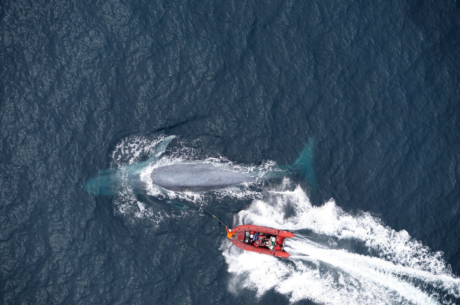 In this undated handout picture released on Nov. 3, 2021, by Standford University researchers deploy a suction-cup tag on a blue whale off the coast of California. (Photo by Goldbogen Laboratory / Standford University / AFP)