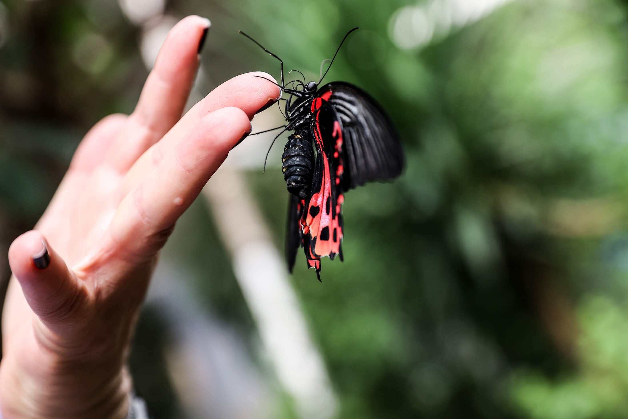 Seekor kupu-kupu mendarat di tangan seorang wanita, di Istanbul, Turki, 3 November 2021. (AA Photo)