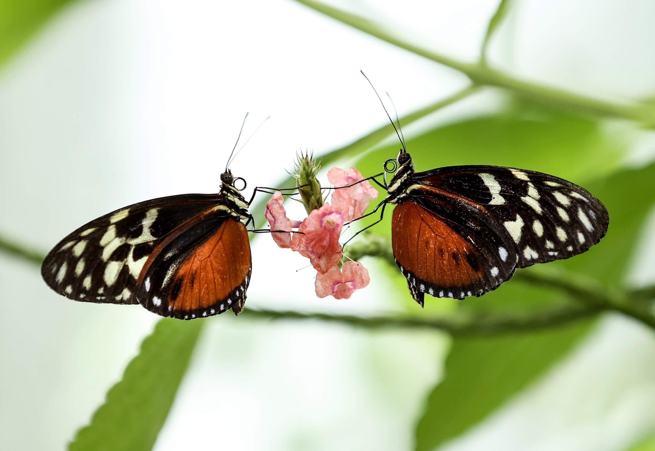 Two butterflies can be seen in Istanbul, Turkey, Nov. 3, 2021. (AA Photo)