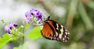 A butterfly lands on a flower, in Istanbul, Turkey, Nov. 3, 2021. (AA Photo)