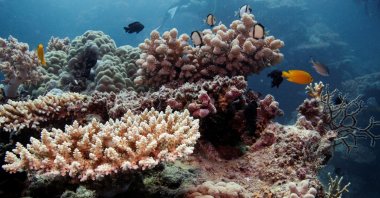 Reef fish swim above recovering coral colonies on the Great Barrier Reef off the coast of Cairns, Australia, Oct. 25, 2019. (REUTERS Photo)