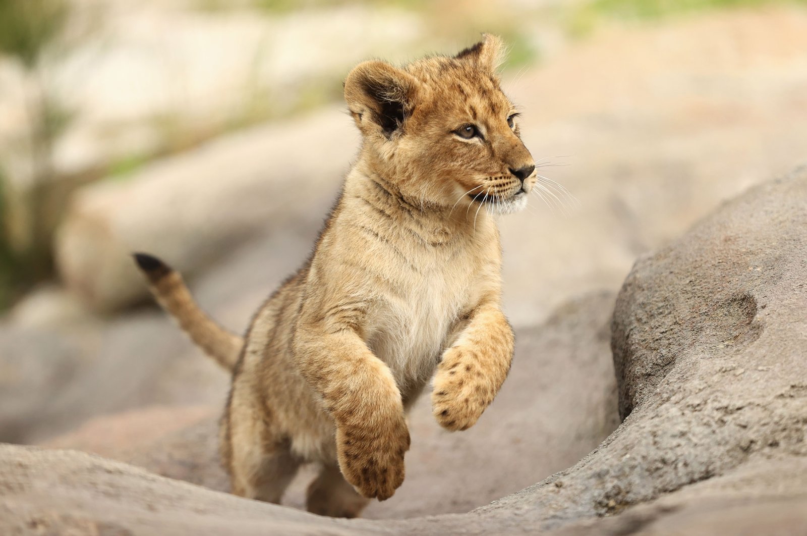 Pemotretan yang lucu: Anak singa memulai debutnya di Kebun Binatang Australia