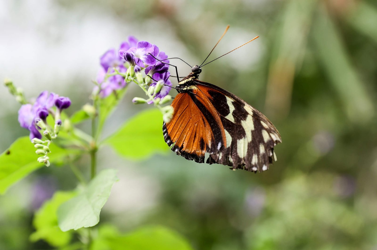 Surga kupu-kupu Istanbul menampilkan spesies unik, iklim khusus