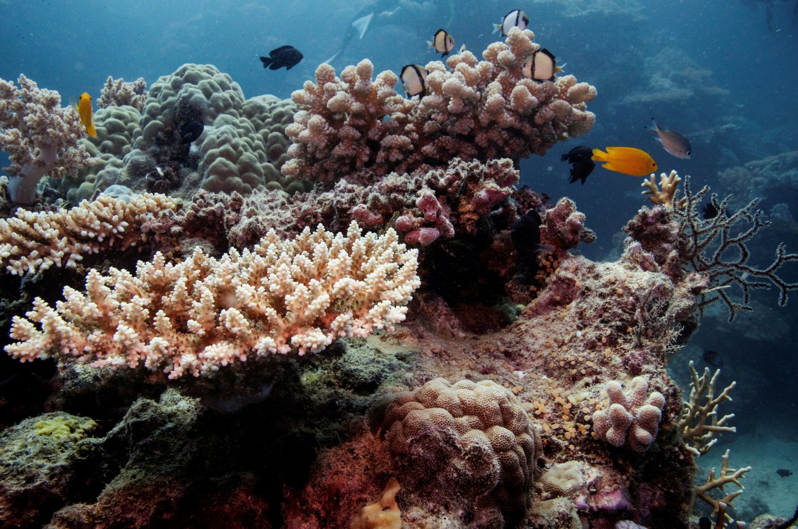 Great Barrier Reef Australia dapat bertahan dari kenaikan suhu 1,5C