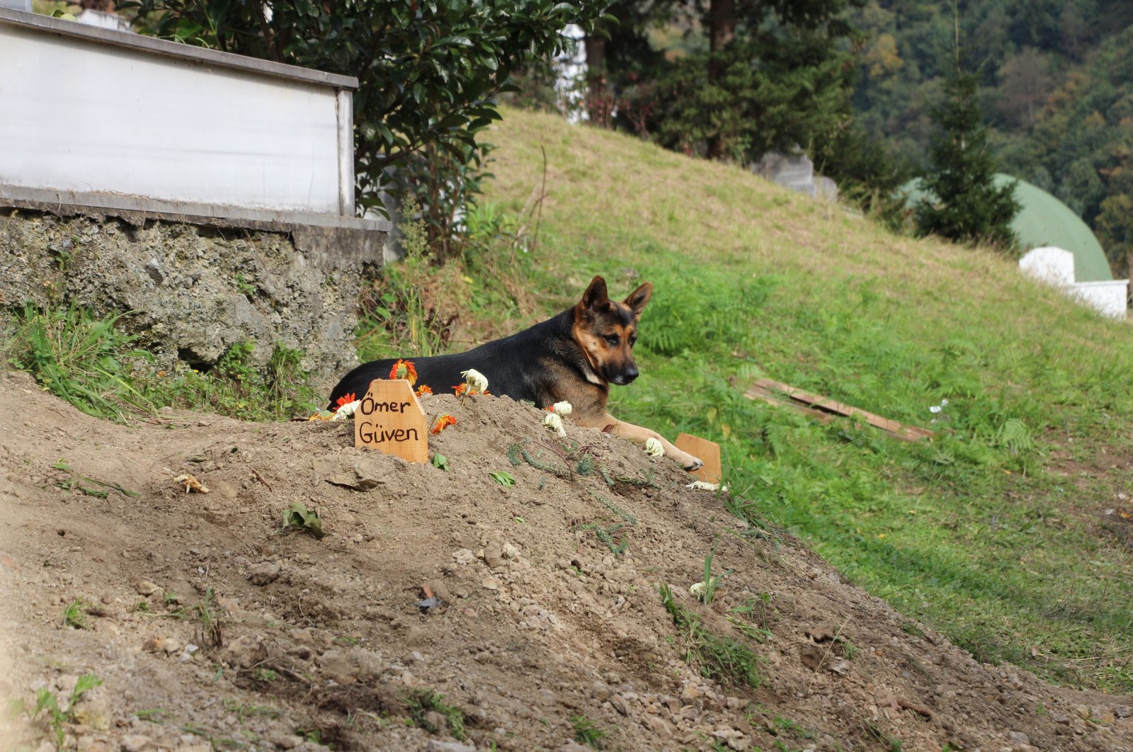 Anjing menghangatkan hati di Turki untuk kunjungan rutin ke makam almarhum pemiliknya