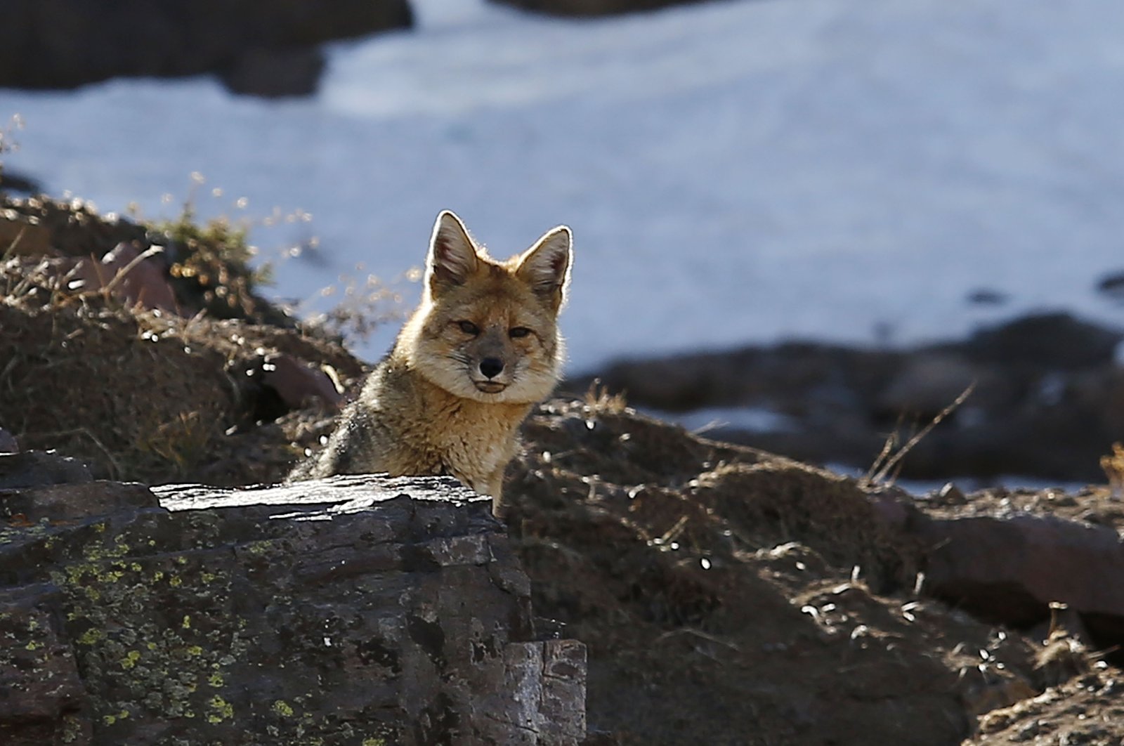 A fox looks for food near the Valle Nevado ski center in Santiago, Chile, Aug.10, 2021. (Getty Images)