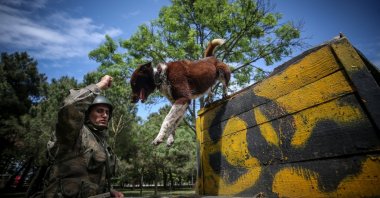 A Zerdava dog participates in training at a military dog training center in Bursa, Turkey, July 10, 2019. (AA PHOTO)