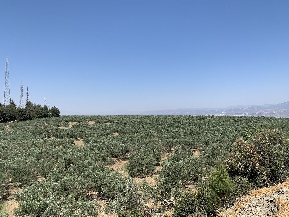 Pohon zaitun ditanam oleh perusahaan Turki Aydın Ligyit Madencilik dan Zetay Tarm di lokasi tambang yang ditinggalkan di provinsi Aydın, Turki.  (Foto disediakan untuk pers)