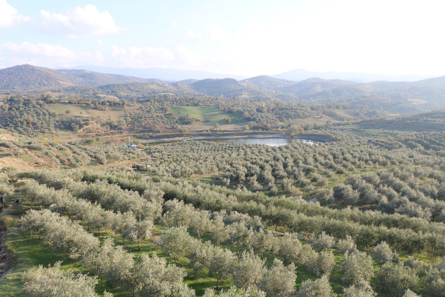 Olive trees were planted by Turkish companies Aydın Ligyit Madencilik and Zetay Tarım in the abandoned mine sites in Aydın province, Turkey. (Photo provided to the press)