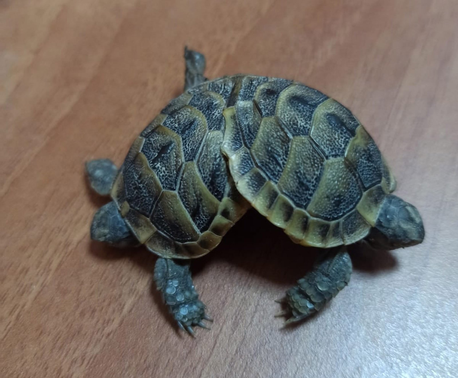 Conjoined Turtles Siamese twin turtles found in Turkey's world famous travertines | Daily ...