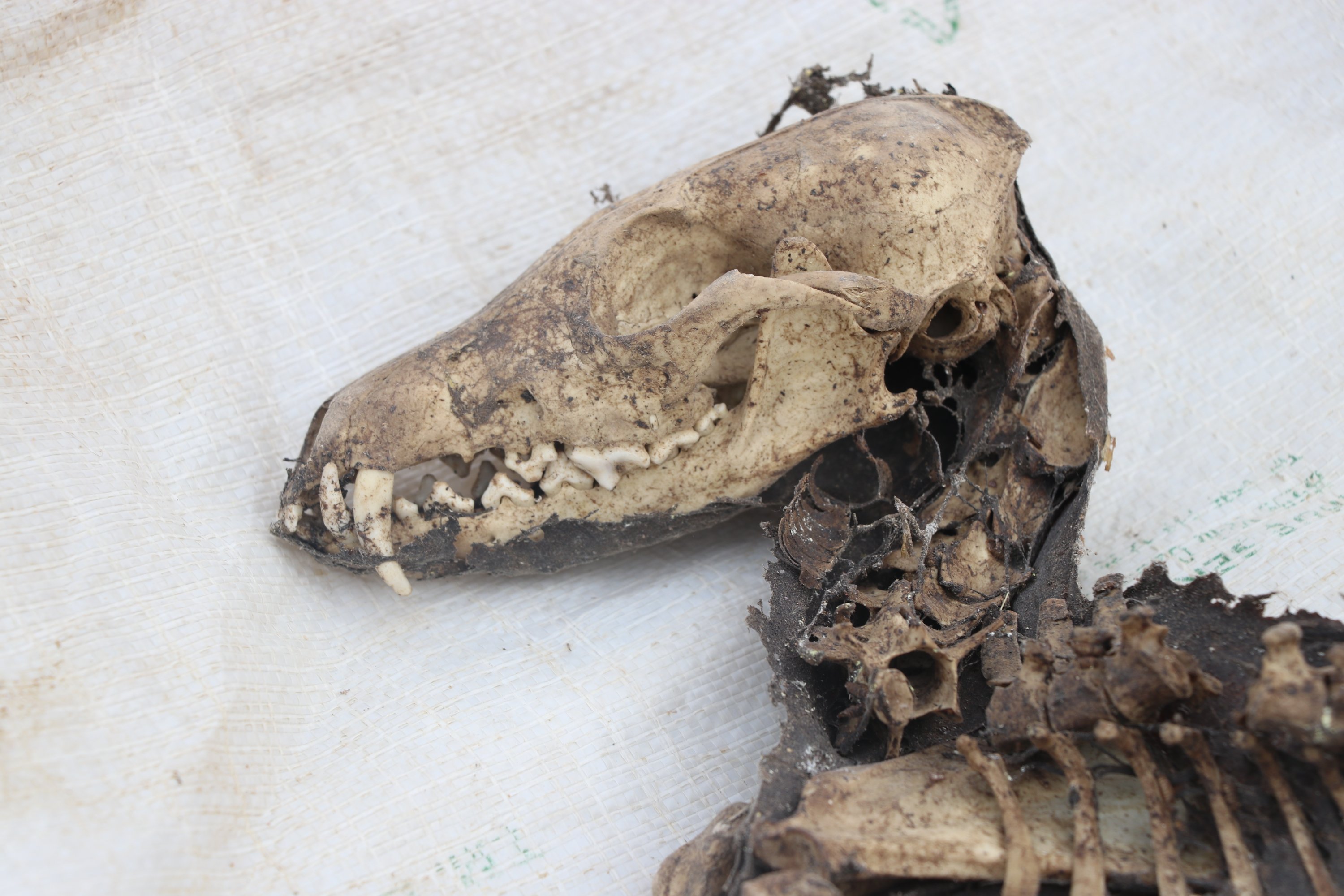 A close-up of the animal skeleton, Iğdır, eastern Turkey, Nov. 11, 2021. (AA Photo) 