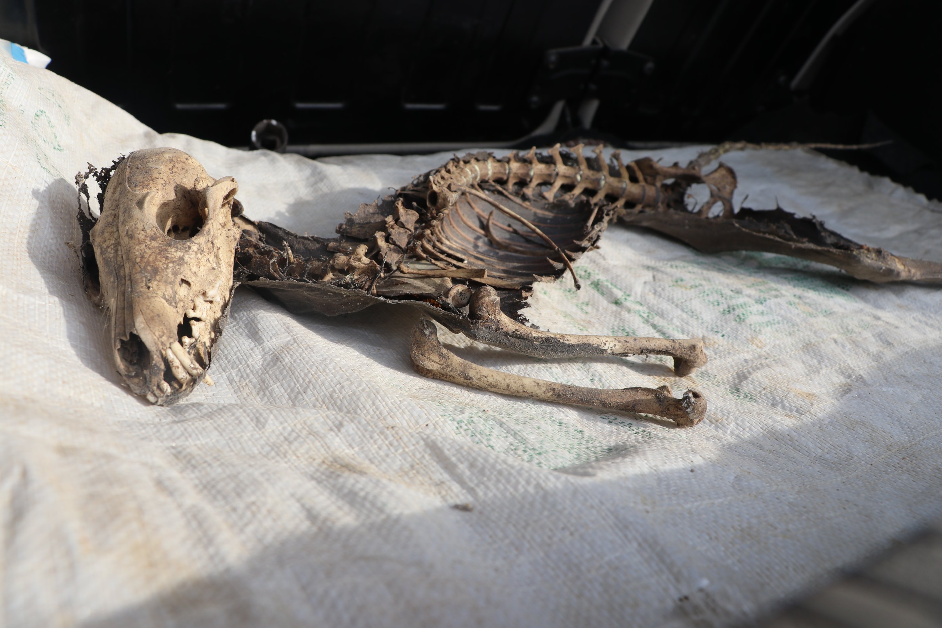 Animal skeleton of unknown species found in eastern Turkey | Daily Sabah