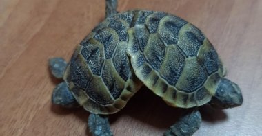 Siamese twin turtles found in Pamukkale seen at Pamukkale University, Denizli, southwest Turkey, Nov. 10, 2021. (DHA Photo)