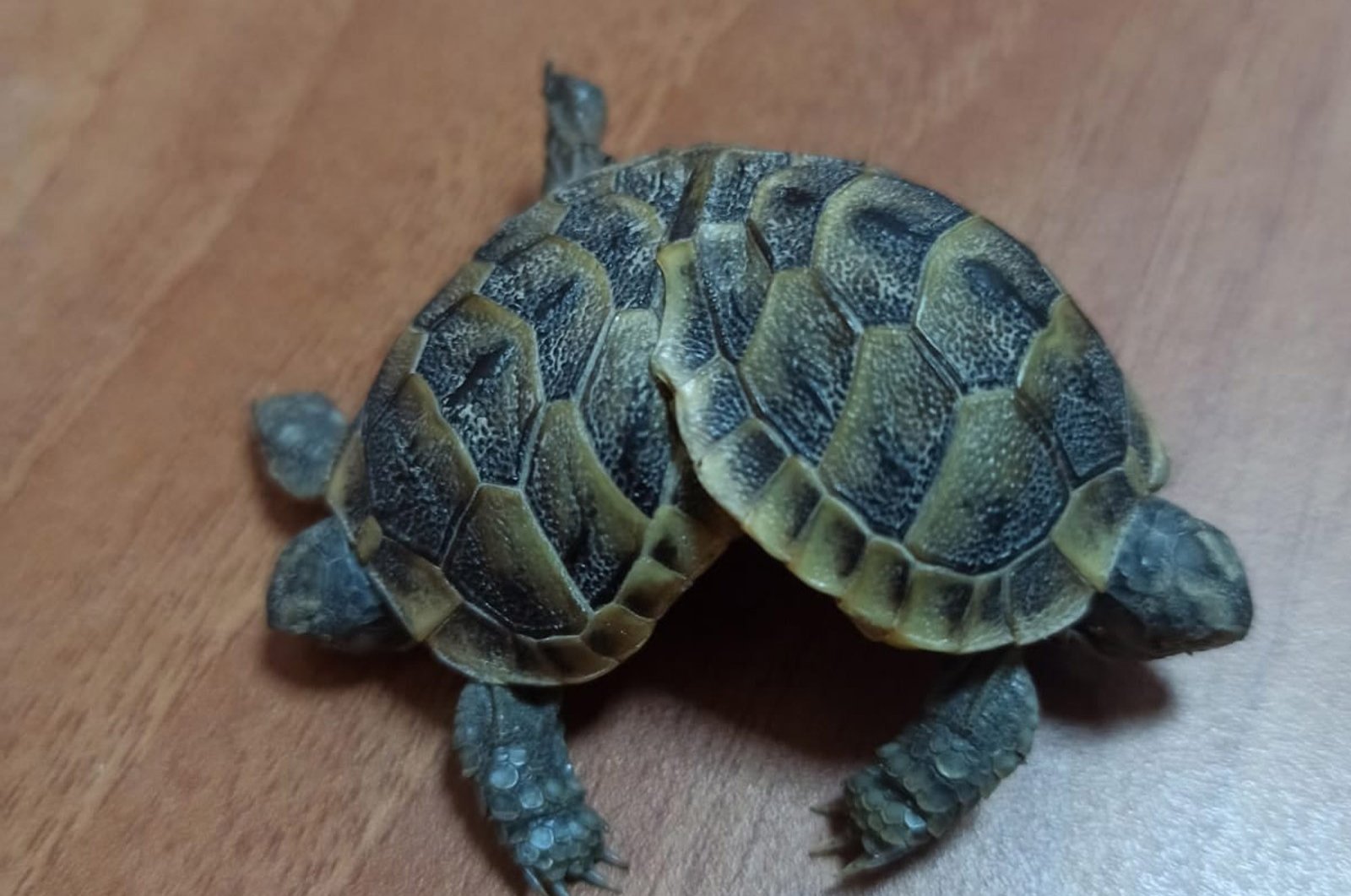 Kura-kura kembar siam ditemukan di travertine Turki yang terkenal di dunia