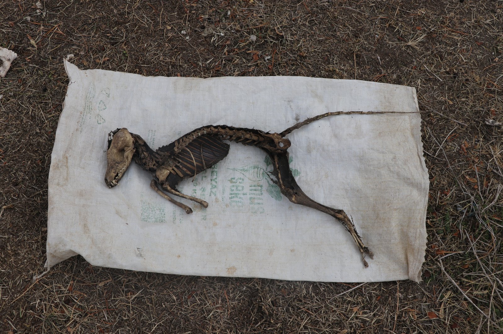 A photo of ​the animal skeleton, Iğdır, eastern Turkey, Nov. 11, 2021. (AA Photo)
