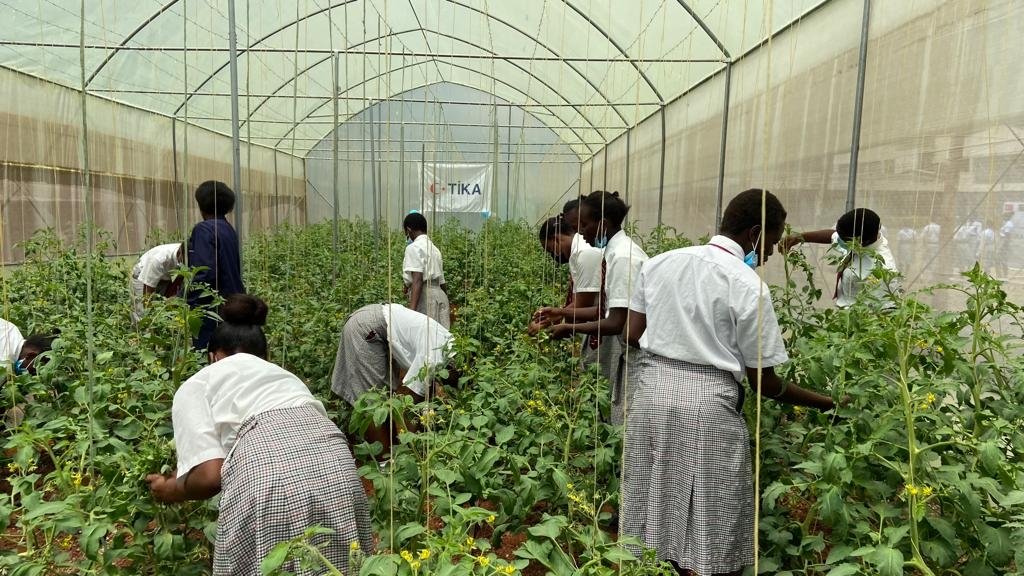 Students at a school learn agricultural skills at a greenhouse, in Nairobi, Kenya, Nov. 11, 2021. (AA PHOTO) 