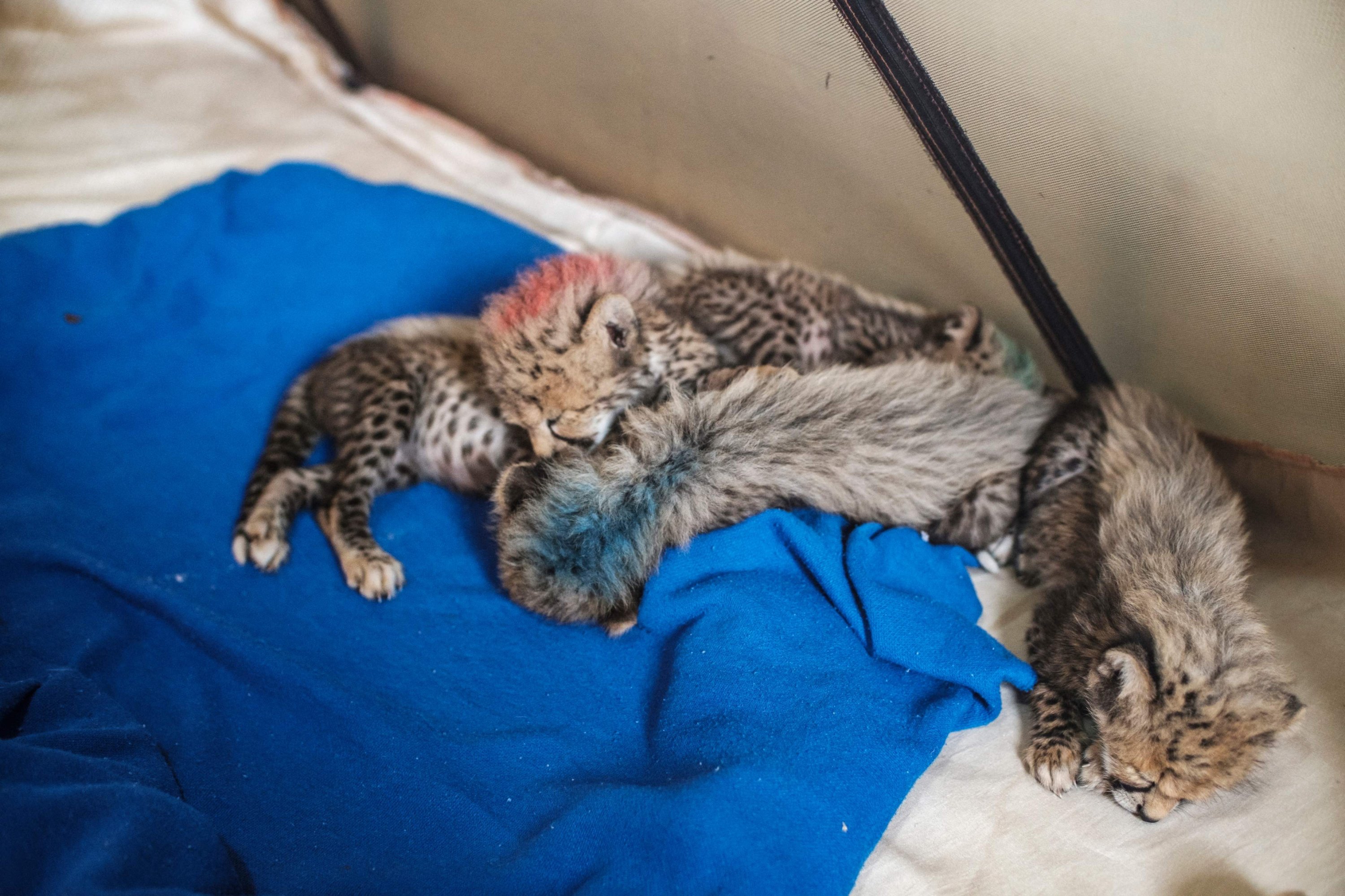 Baby cheetahs sleep in one of the facilities of the Cheetah Conservation Fund, in the city of Hargeisa, Somaliland, on Sep. 17, 2021. (AFP Photo) 