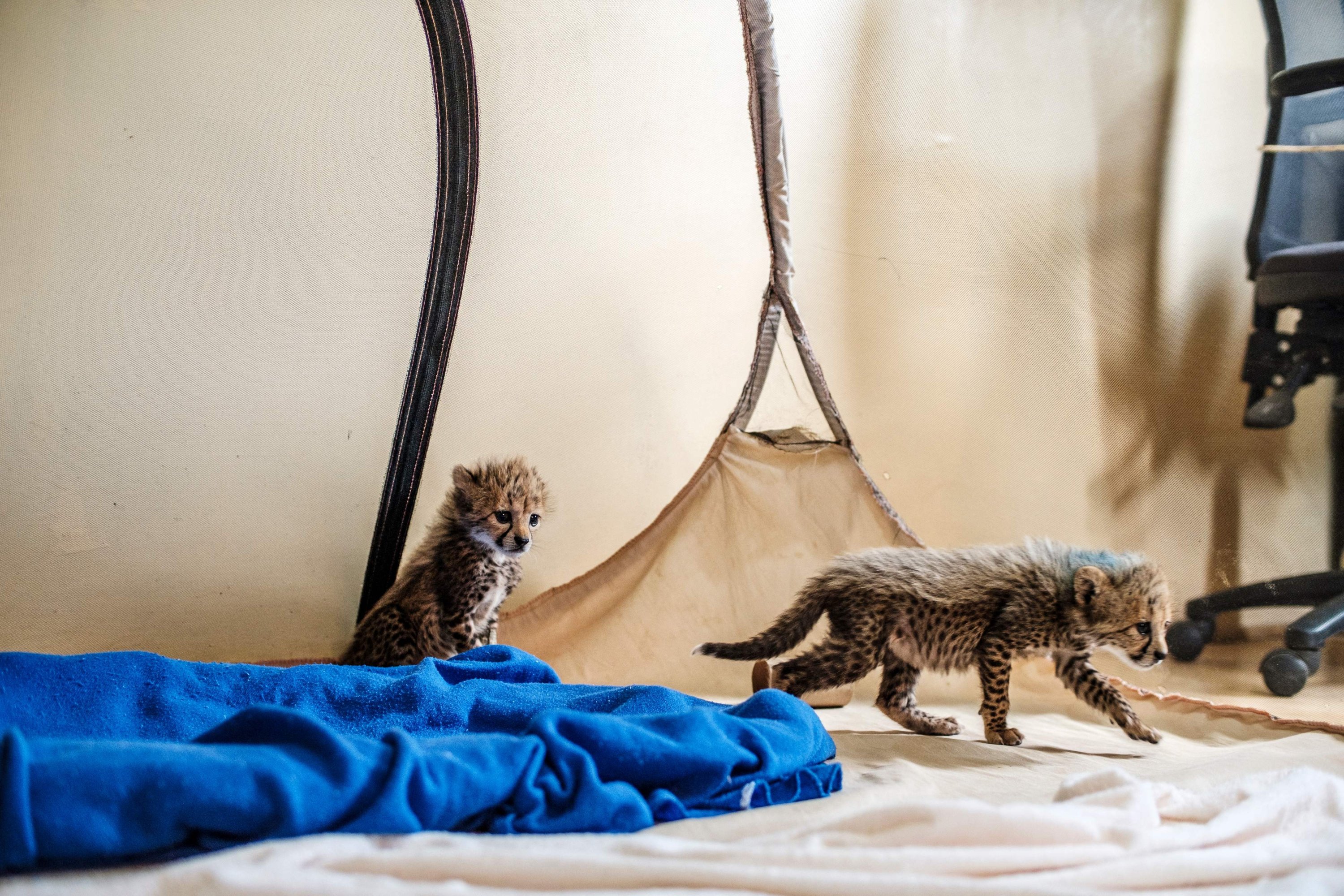 Baby cheetahs play at one of the facilities of the Cheetah Conservation Fund, in the city of Hargeisa, Somaliland, on Sep. 17, 2021. (AFP Photo)