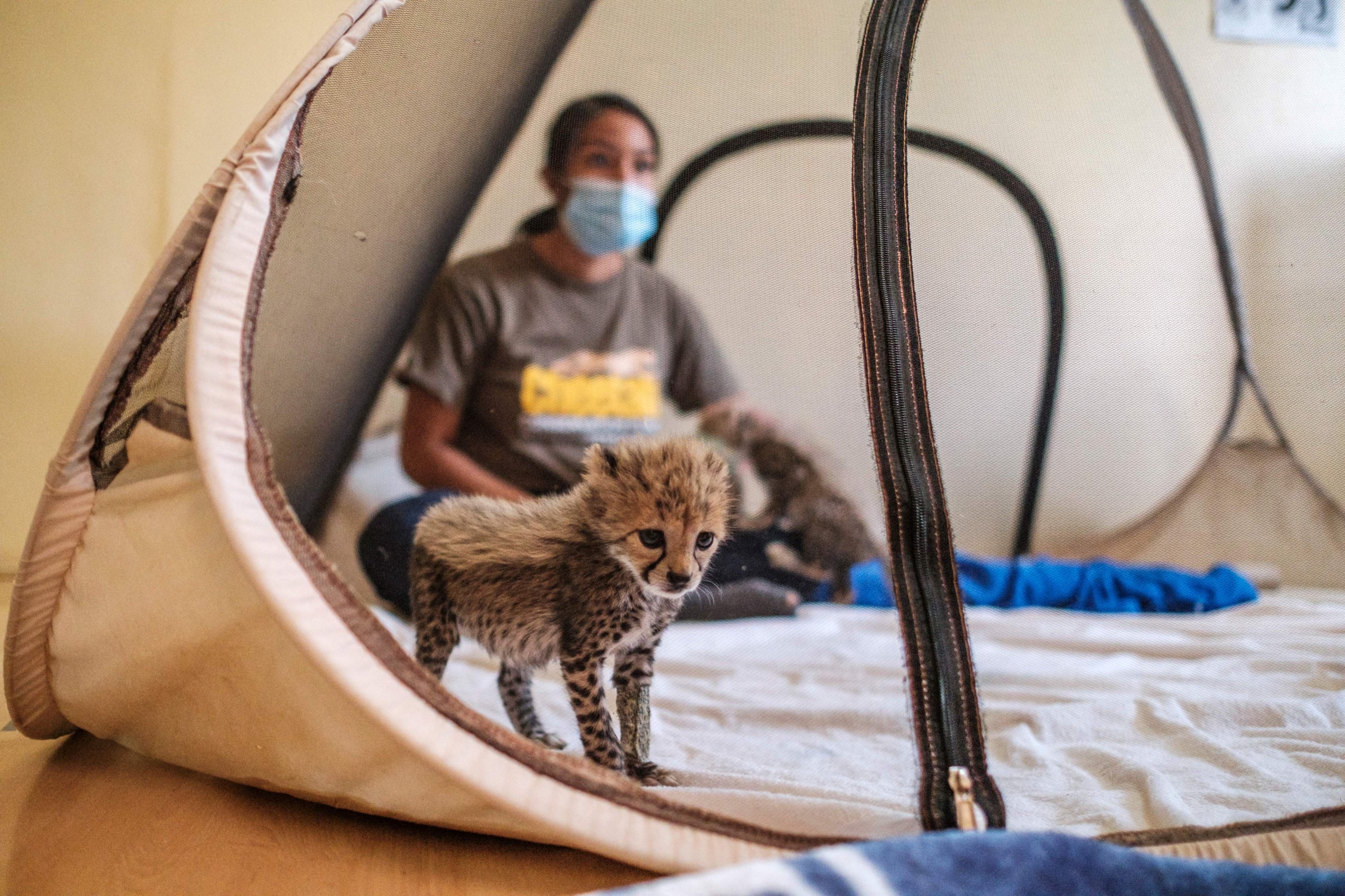 A baby cheetah stands inside a mosquito net as a veterinarian from the Cheetah Conservation Fund sits behind it at one of the organization