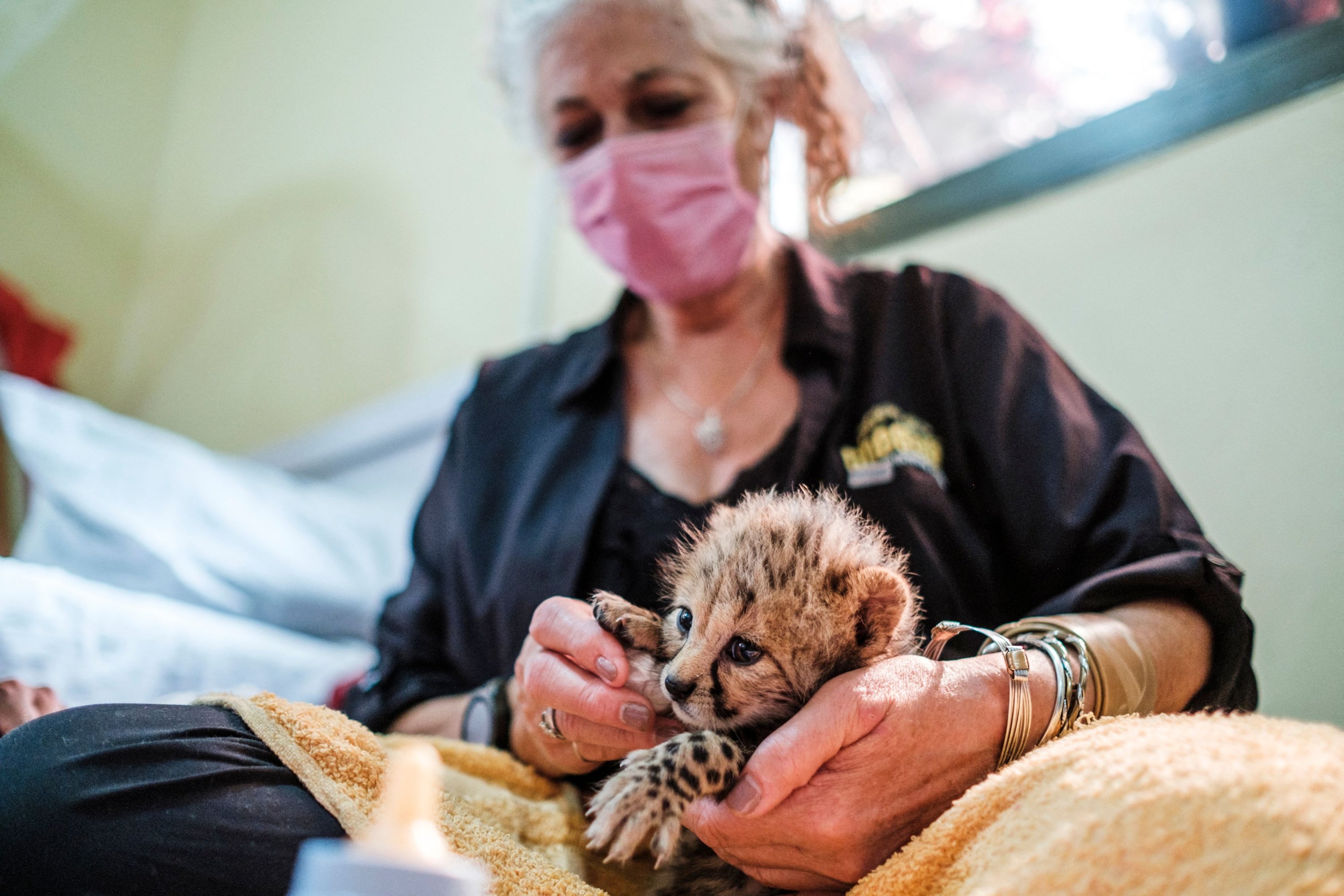 Laurie Marker, founder and executive director of the Cheetah Conservation Fund, holds a baby cheetah in one of the facilities of the organization in the city of Hargeisa, Somaliland, on Sep. 17, 2021. (AFP Photo)