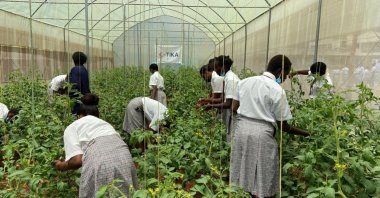 Students at a school learn agricultural skills at a greenhouse, in Nairobi, Kenya, Nov. 11, 2021. (AA PHOTO) 