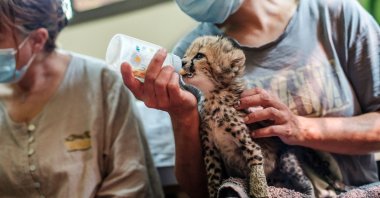 A member of the Cheetah Conservation Fund feeds a baby cheetah in one of the organization's facilities in Hargeisa, Somaliland, on Sep. 17, 2021. (AFP Photo)