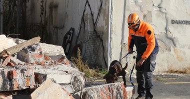 A dog searches through the rubble for survivors in a mock drill in Tekirdağ, northwestern Turkey, Nov. 12, 2021. (AA PHOTO)