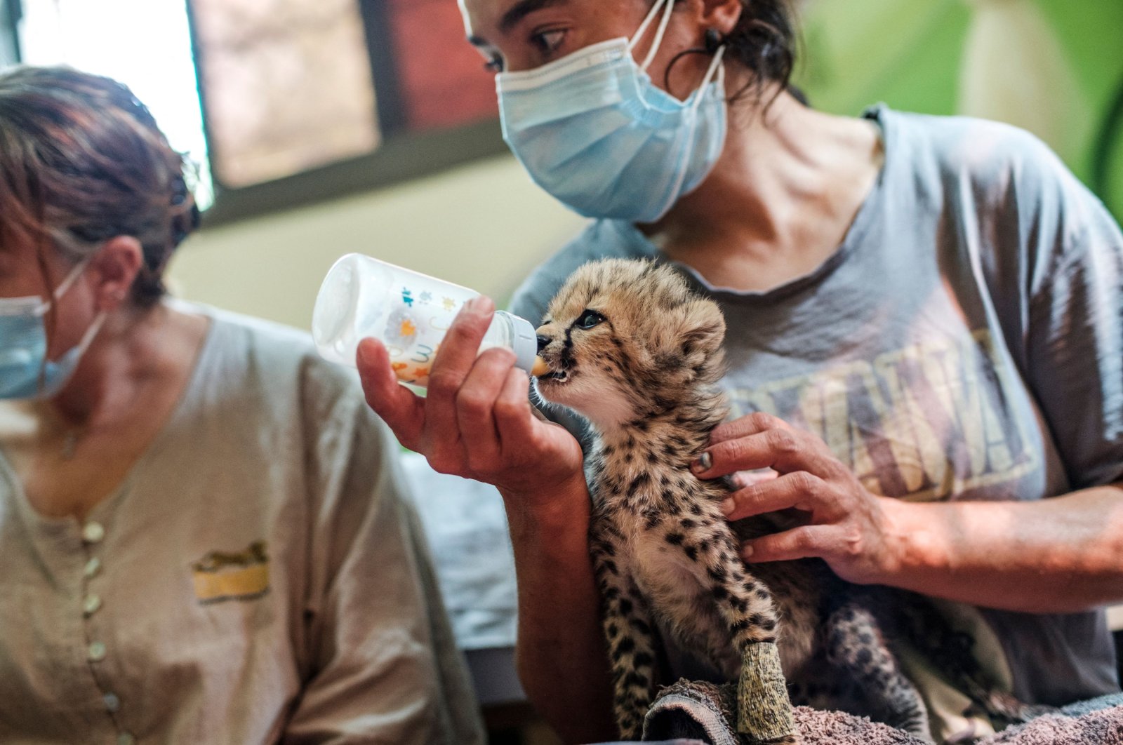 A member of the Cheetah Conservation Fund feeds a baby cheetah in one of the organization's facilities in Hargeisa, Somaliland, on Sep. 17, 2021. (AFP Photo)