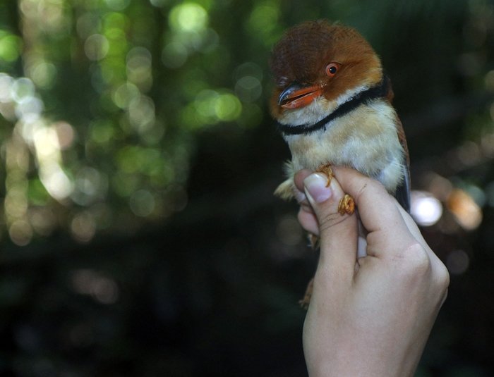 Vitek Jirinec holding a Collared Puffbird.  (EurekAlert via AFP)