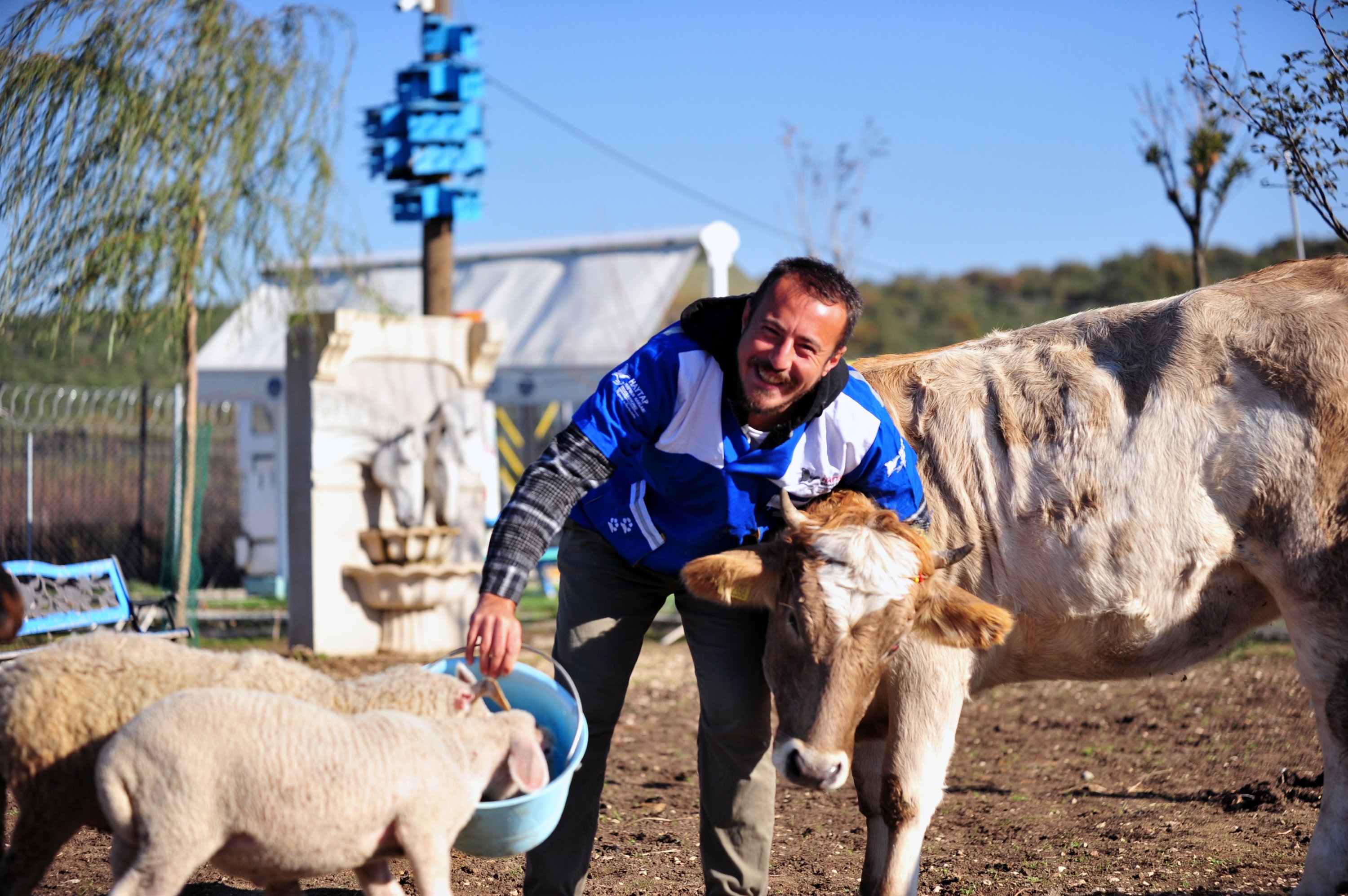 Emre Demir seen here with animals rescued from the recent wildfires in Antalya at the "Retired Animals Farm." Bursa, Turkey, Nov. 10, 2021. (DHA Photo)