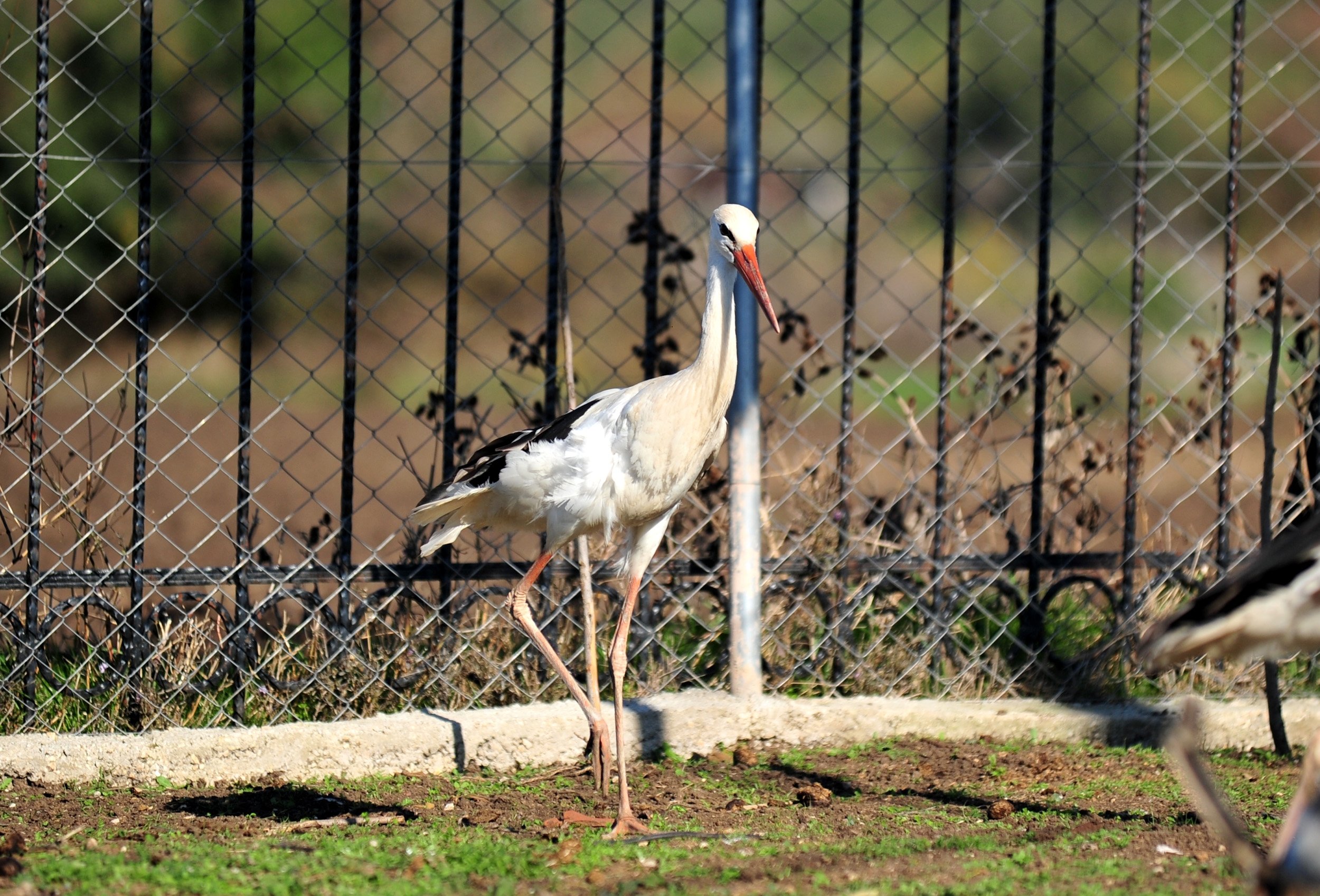 One of the rescued storks at the Animal Rights Federation (HAYTAP) 'Retired Animals Farm' in Bursa, Turkey, Nov. 10, 2021. (DHA Photo)