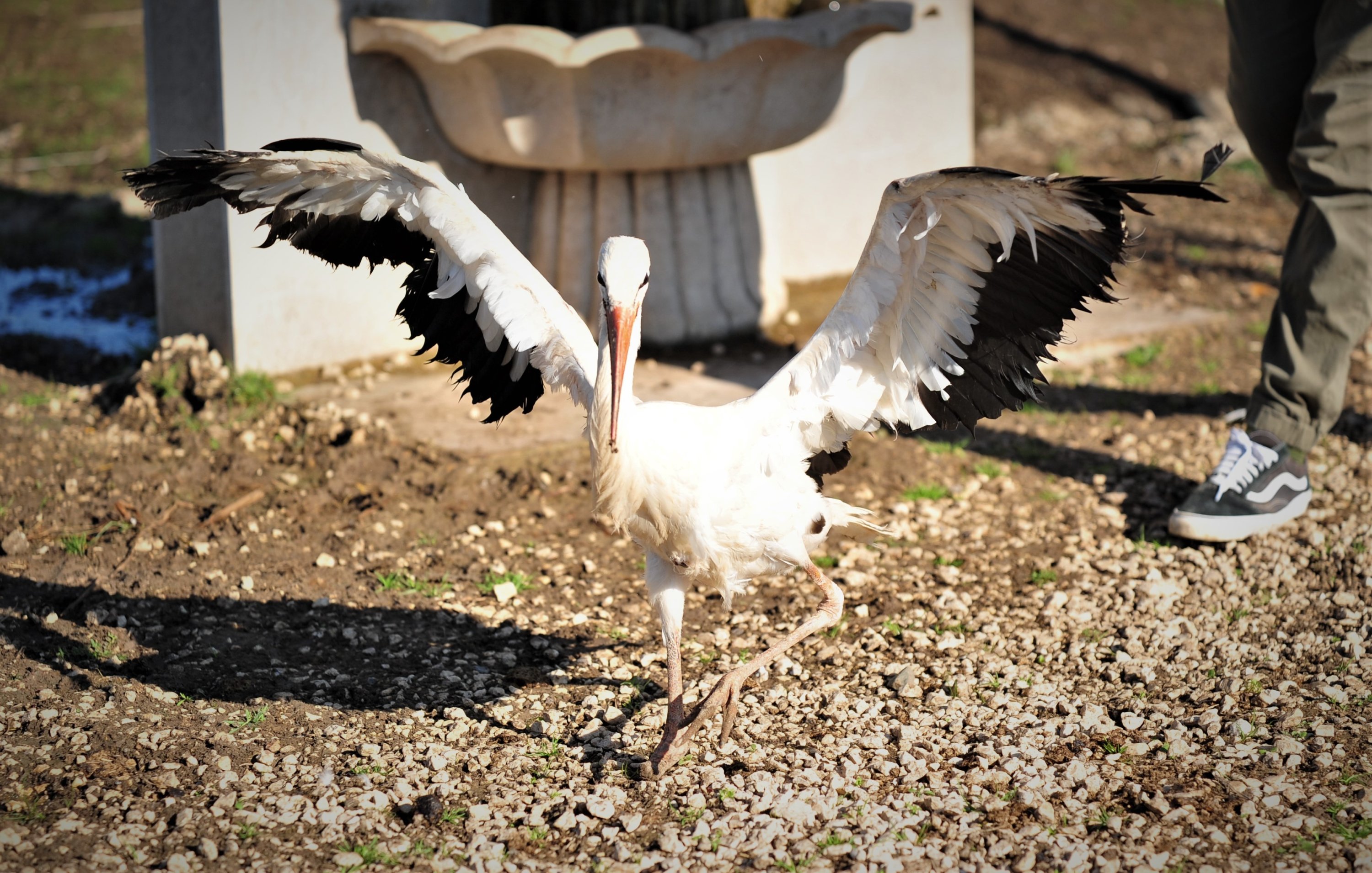 One of the rescued storks at the Animal Rights Federation (HAYTAP) 'Retired Animals Farm' in Bursa, Turkey, Nov. 10, 2021. (DHA Photo)