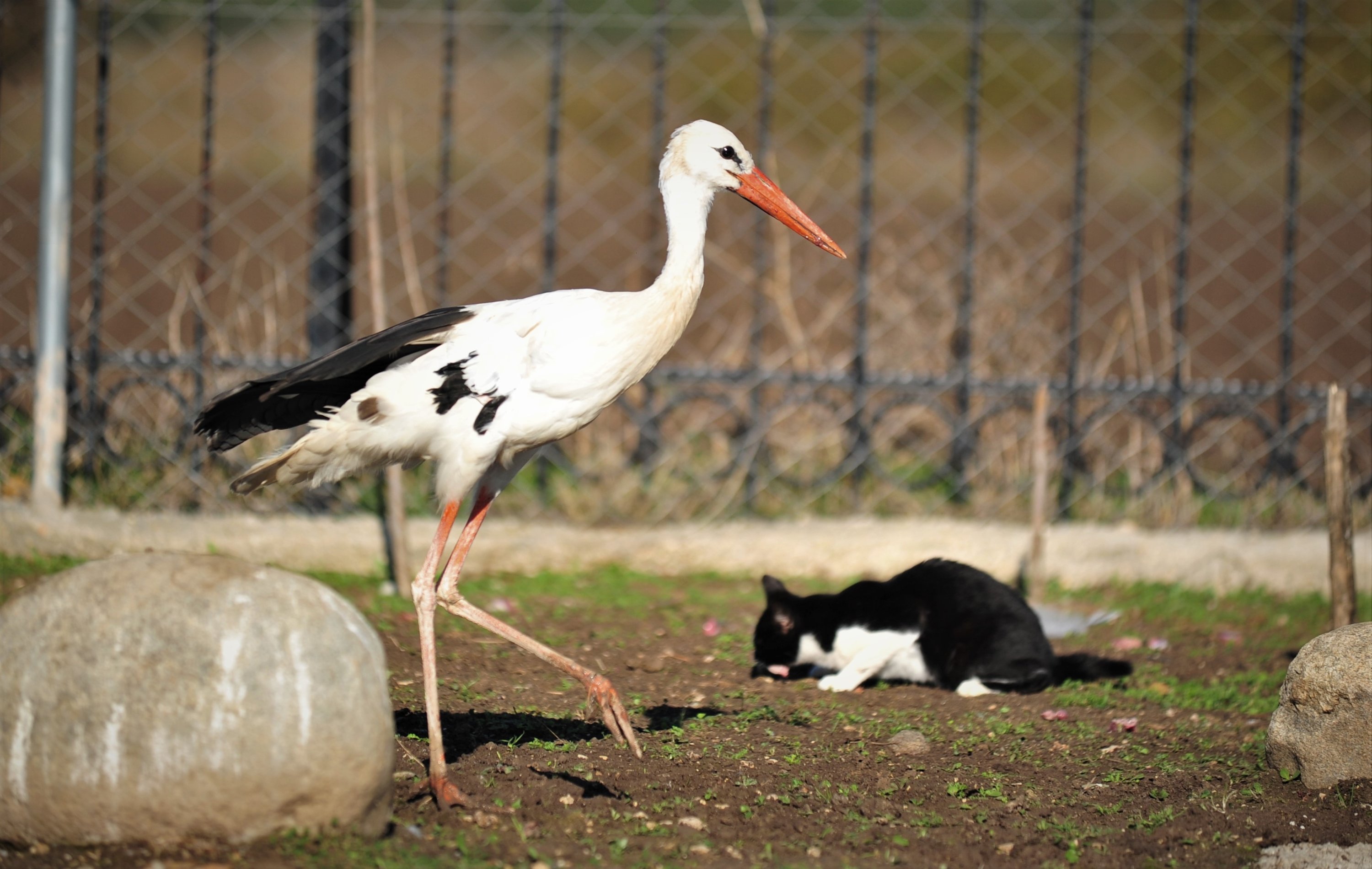 A stork and cat together at the Animal Rights Federation (HAYTAP) "Retired Animals Farm" in Bursa, Turkey, Nov. 10, 2021. (DHA Photo)
