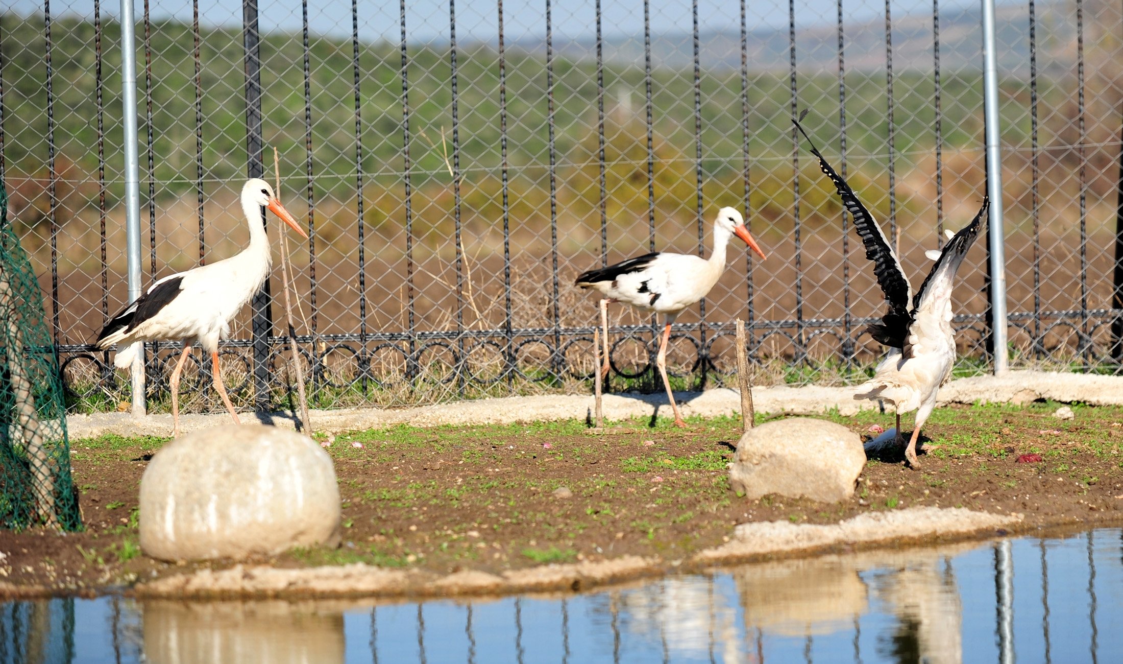 The rescued storks at the Animal Rights Federation (HAYTAP) "Retired Animals Farm" in Bursa, Turkey, Nov. 10, 2021. (DHA Photo)
