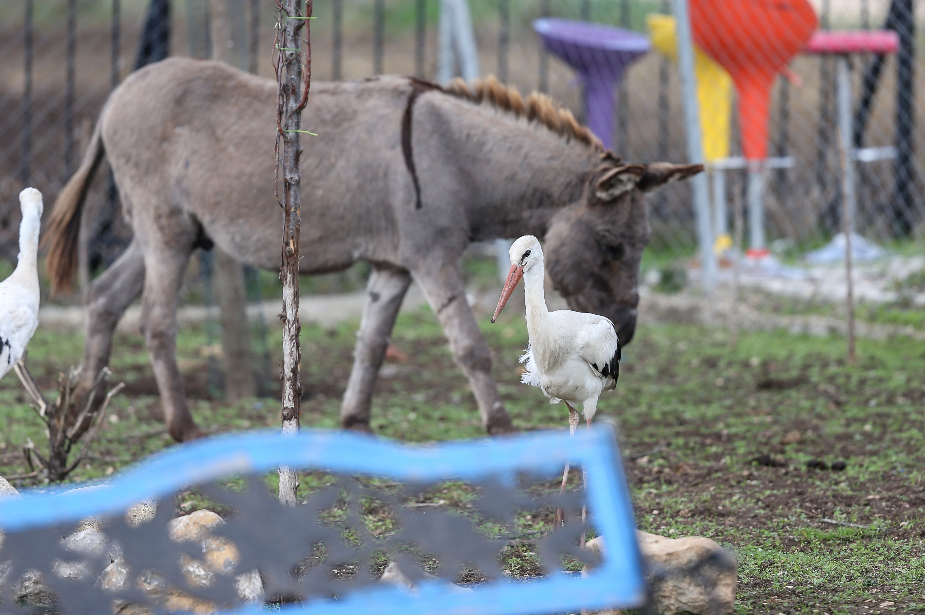 Two of the rescued storks standing in front of a donkey at the Animal Rights Federation (HAYTAP) "Retired Animals Farm" in Bursa, Turkey, Nov. 10, 2021. (AA Photo)