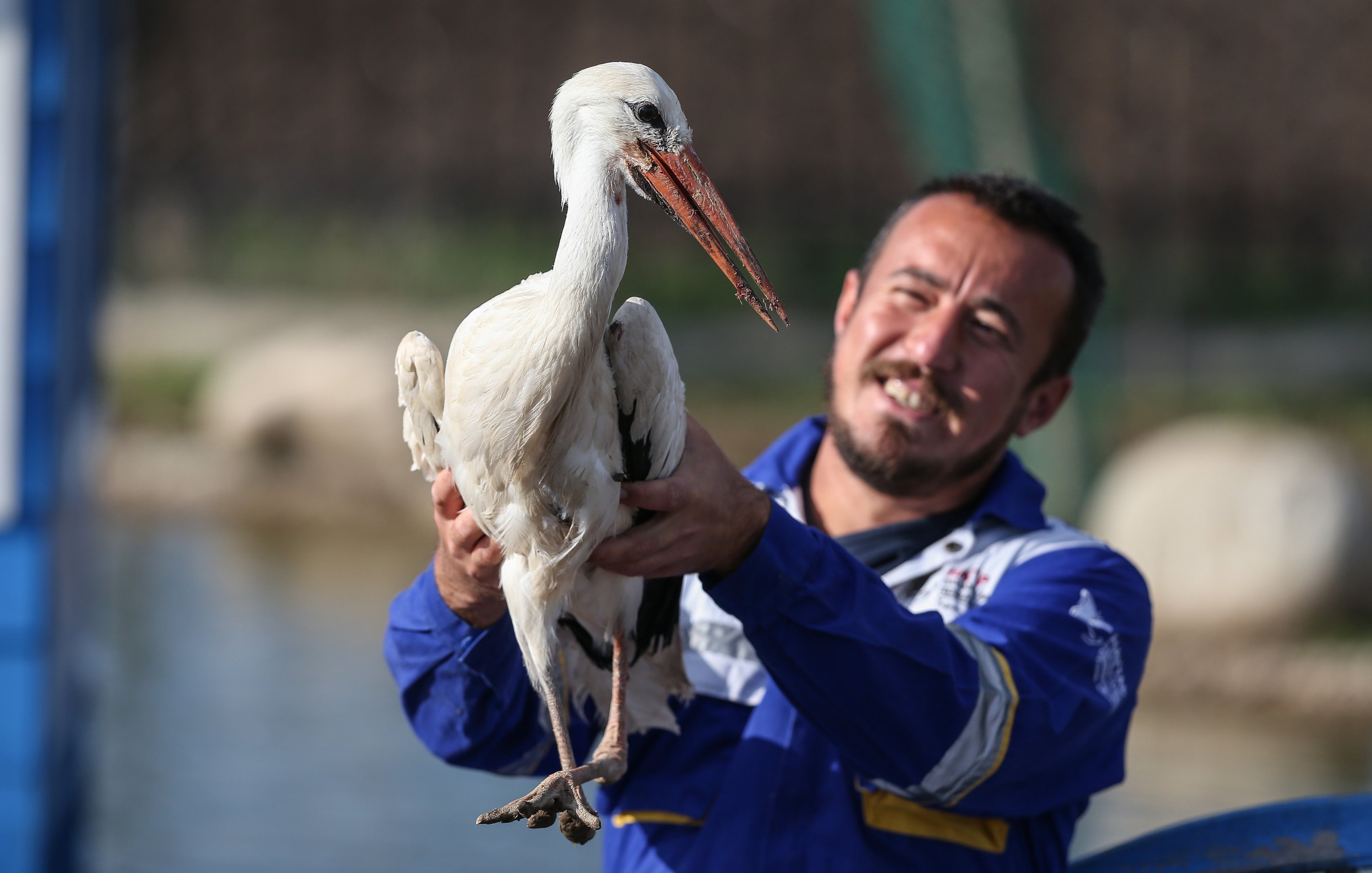 Emre Demir holding one of the rescued storks at the Animal Rights Federation (HAYTAP) "Retired Animals Farm" in Bursa, Turkey, Nov. 10, 2021. (AA Photo)
