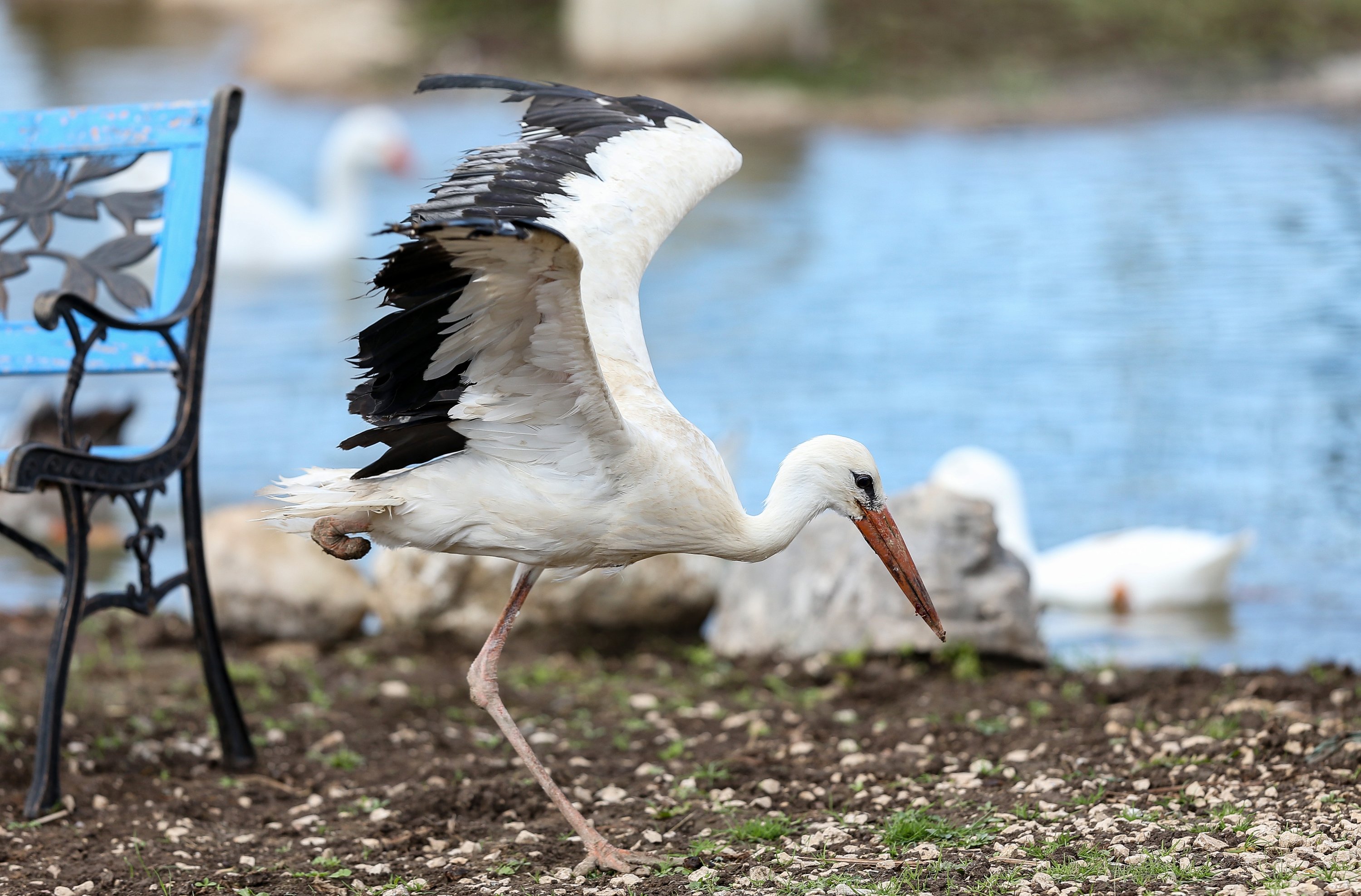 Injured storks cared for at Turkey's 'Retired Animals Farm' | Daily Sabah