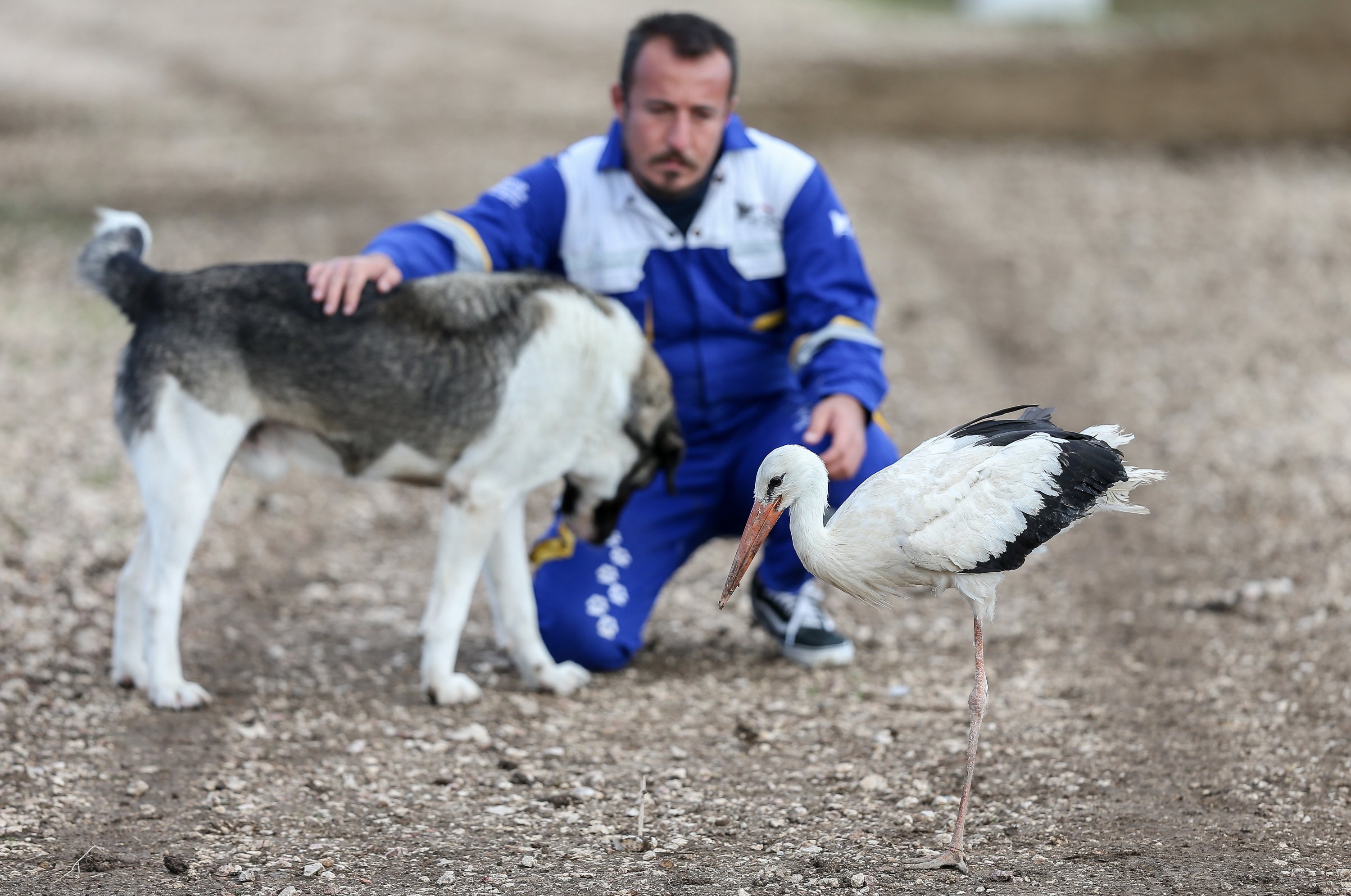 Emre Demir with one of the storks and a dog at the Animal Rights Federation (HAYTAP) "Retired Animals Farm" in Bursa, Turkey, Nov. 10, 2021. (AA Photo)