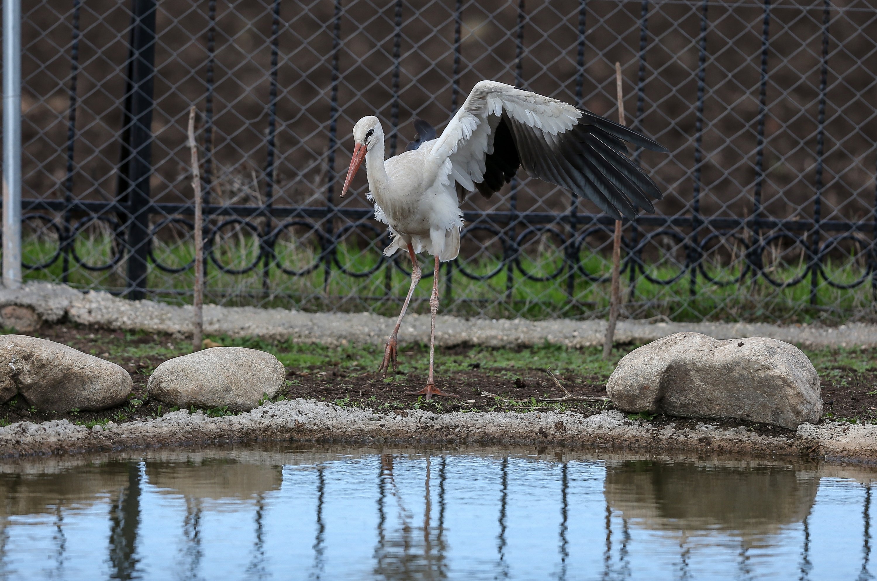 One of the rescued storks at the Animal Rights Federation (HAYTAP) 'Retired Animals Farm' in Bursa, Turkey, Nov. 10, 2021. (AA Photo)